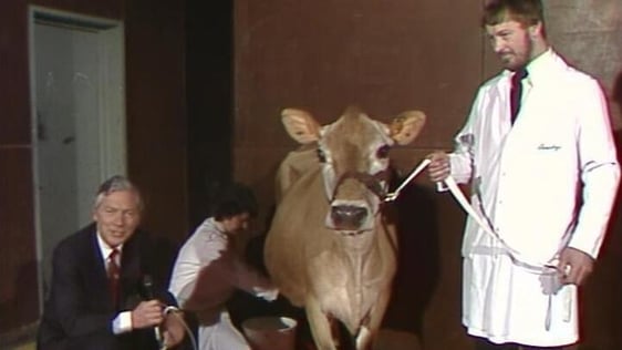 Danum Friday, the Jersey Cow (1983)