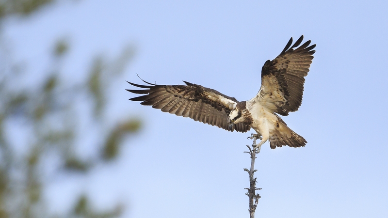 Under the plans, around 50 to 70 Osprey chicks will be brought to Ireland from Norway over five years (file image)