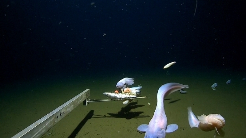 The research expedition was part of a ten-year study on the deepest fish in the world