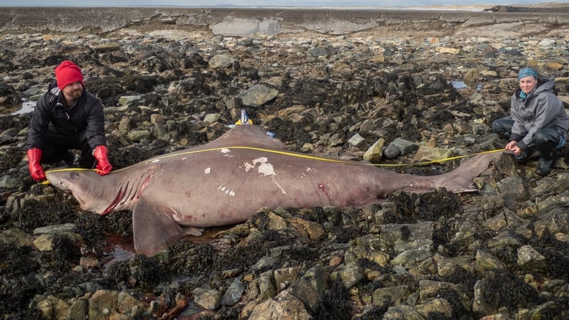 TCD Prof Nicholas Payne and Dr Jenny Bortoluzzi measuring the large 14ft female smalltooth sand tiger shark in Wexford
