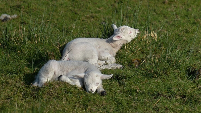Bord Bia said that both Easter and the Muslim festival of Ramadan have helped boost lamb prices a little