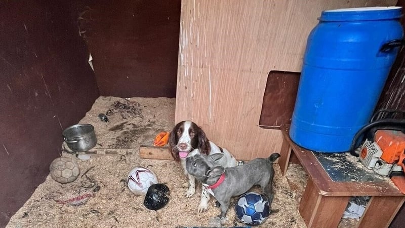 Dogs rescued from the address in Ballymun