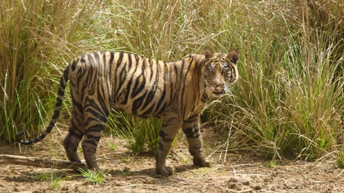 A tiger pictured in the wild
