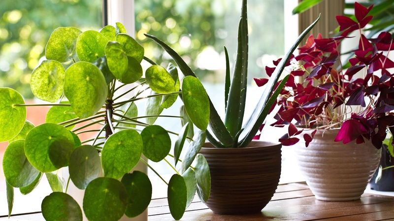 From watering and misting to making your own fertiliser, "plantfluencer" Tony Le-Britton has done some digging.