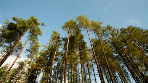 The genetics of Sitka spruce has been heavily influenced by glacial history, working to mix the genetic material together throughout the landscape. Photo: Getty Images