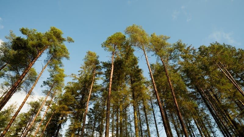 The genetics of Sitka spruce has been heavily influenced by glacial history, working to mix the genetic material together throughout the landscape. Photo: Getty Images