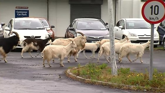 Wild goats in Ennis, County Clare, 2018.