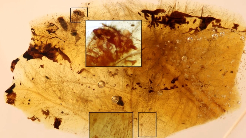 Moult remains of feather-feeding beetle larvae intimately associated with downy feather portions from an unidentified theropod dinosaur in Early Cretaceous amber of Spain