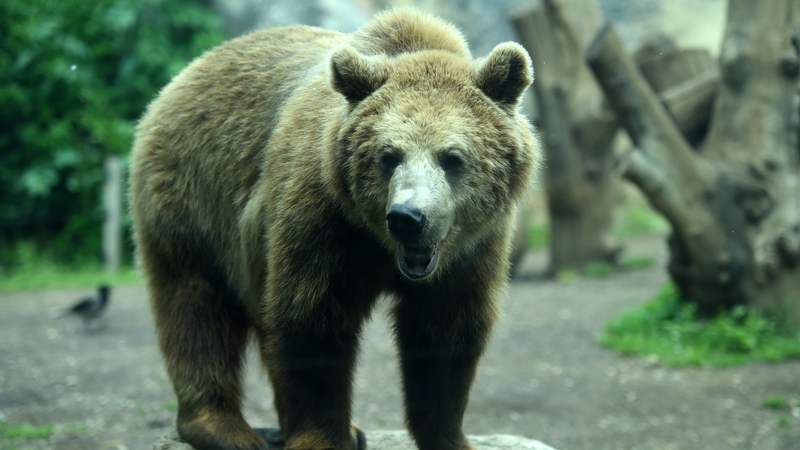 The area where Andrea Papi was killed was re-populated with bears from 1999 under an EU-funded programme (stock image)