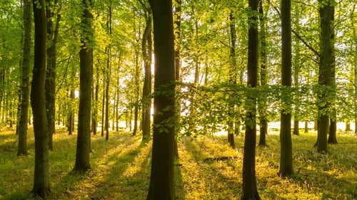 "In the past there was a strong bias against forestry in Ireland" Photo: Getty Images