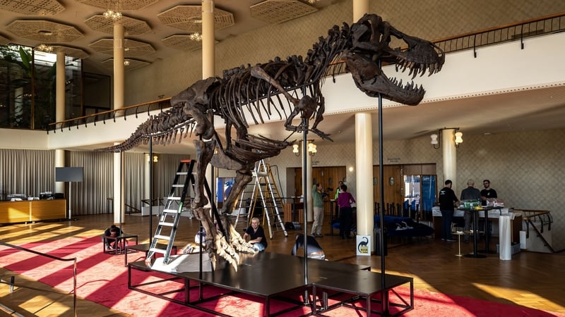 'Trinity', a Tyrannosaurus-Rex skeleton dating back 67-million years, on display in Switzerland