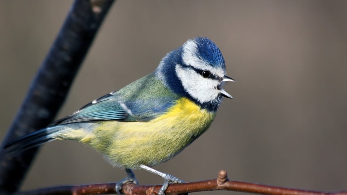 Blue Tits, Cuckoos and Woodpeckers