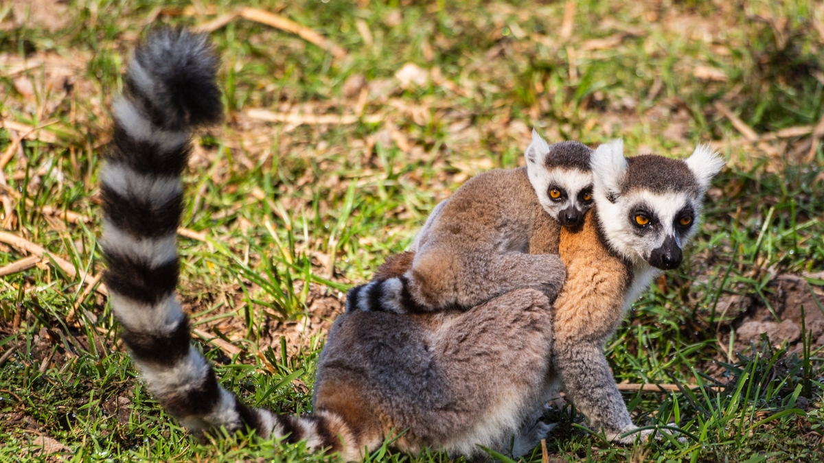 Mooney Goes Wild Monday 17 April 2023