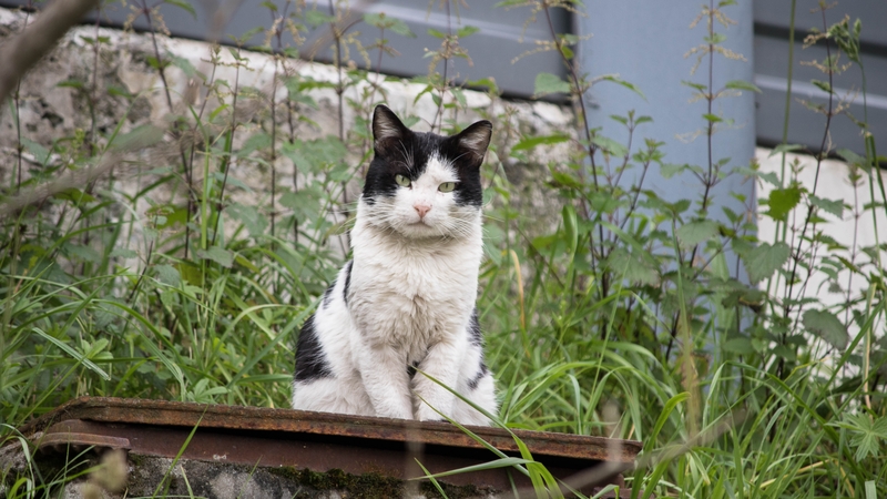 Organisers of an annual hunting competition caused an uproar when they announced a new category for children under 14 to hunt feral cats for a top prize of NZ$250
