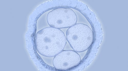 The scientific prospect of developing a human outside of the body in future is becoming more plausible given recent scientific studies. Photo: Getty Images