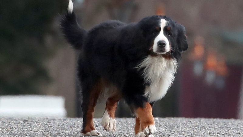 Bród was regularly seen during engagements at Áras an Uachtaráin