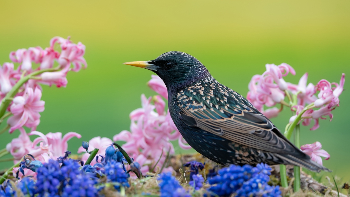 Swallows, Swifts and Starlings - Twitchers on the benefits of Birdwatching
