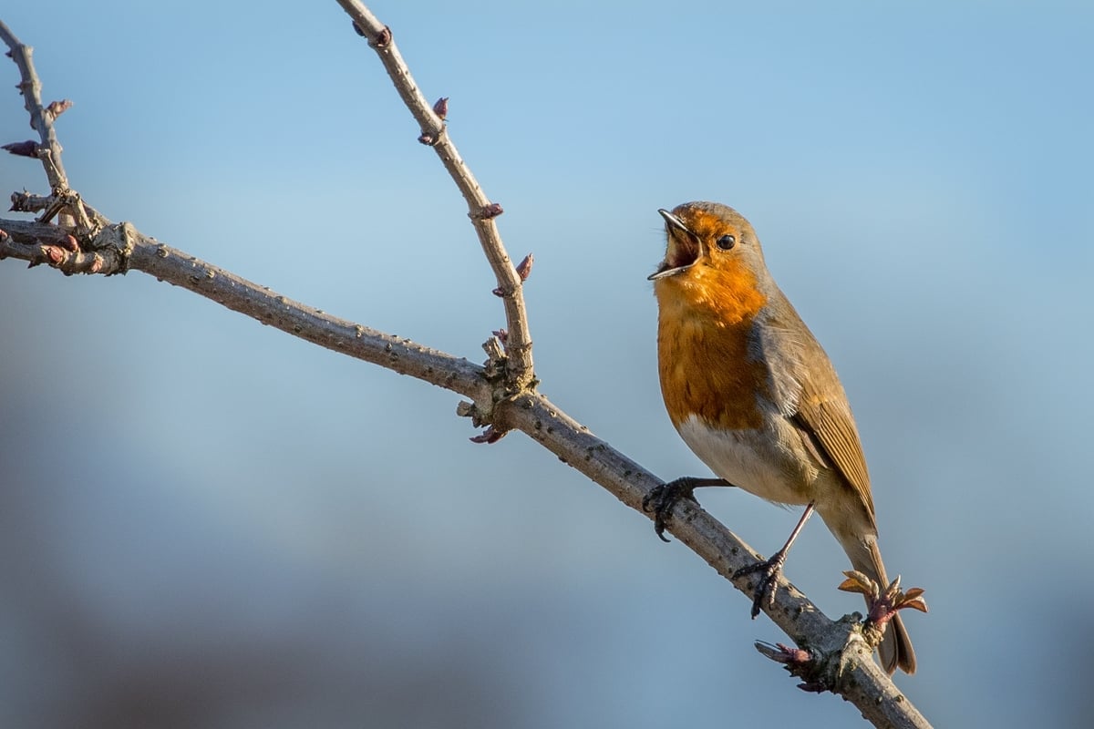 The Dawn Chorus at 30