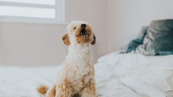 They say never work with animals or kids Photo: Getty Images