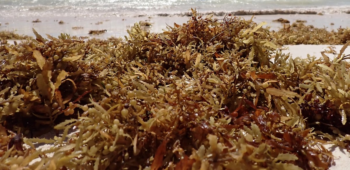 Seaweed