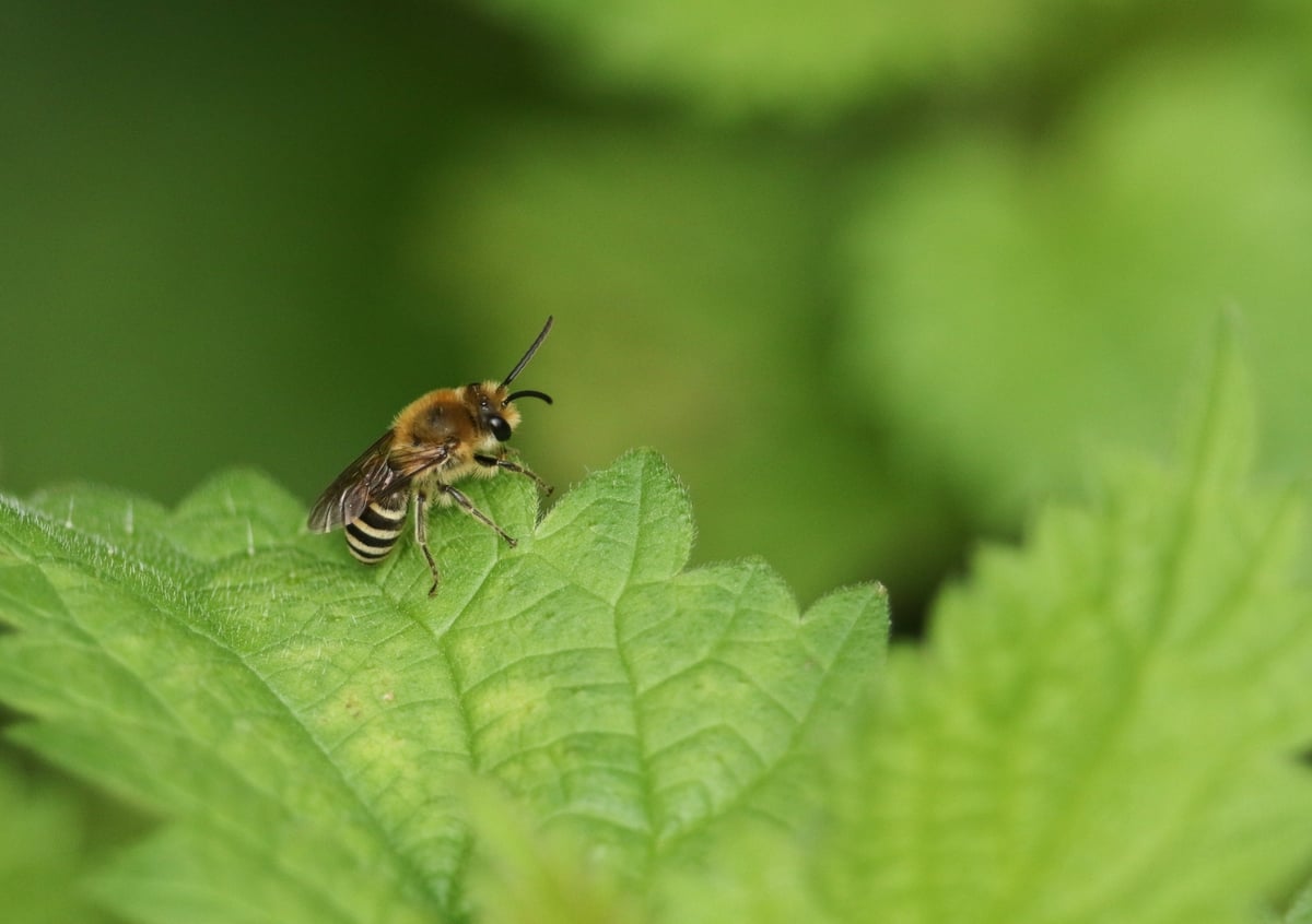 How many species of bee do we have in Ireland?