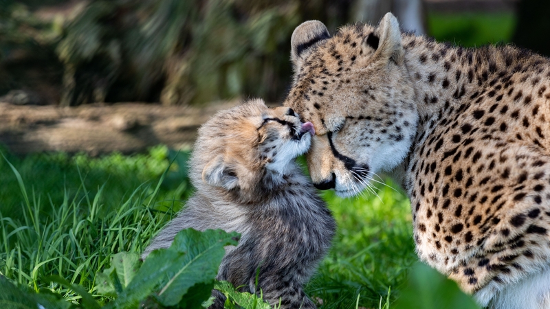 Fota Wildlife Park is appealing to the public to help them name their newest arrivals