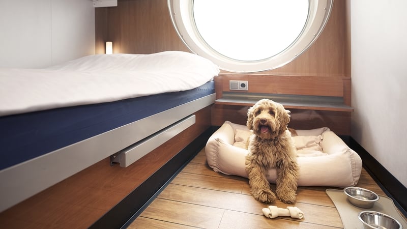 Research carried out in the UK by Stena Line showed 95% of 1,000 dog owners said their pet's needs are important to them when planning a holiday