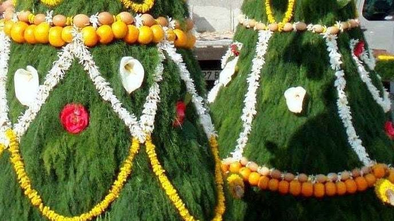 A May Bush in Galicia in Spain (pic: Michael Fortune)