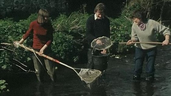 Brown trout research, County Dublin (1983)