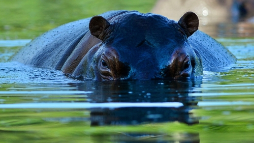 A hippo is seen at the Hacienda Napoles theme park, once the private zoo of drug kingpin Pablo Escobar at his Napoles ranch in Colombia