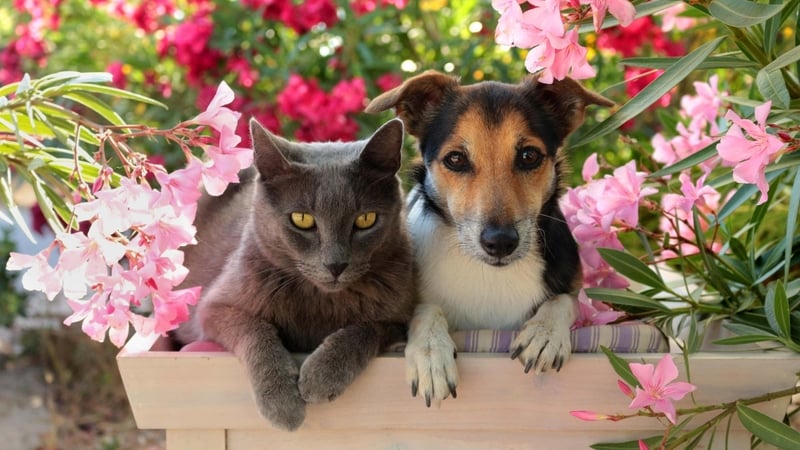Cleaning cats and dogs accessories will keep your home pet-safe, says Sam Wylie-Harris.