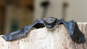 Nature on One 'Irelands Wild People' Monday 5 June 2023 show image