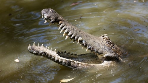 The 65-year-old victim had gone fishing in far north Queensland with a group of locals (Stock image)