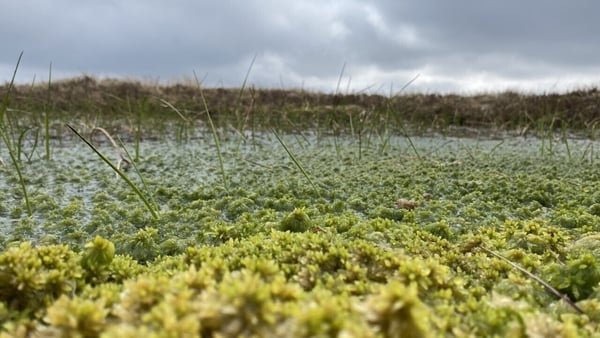 The text passed has removed all mention of rewetting, and other measures targetted at the agri sector (file image)
