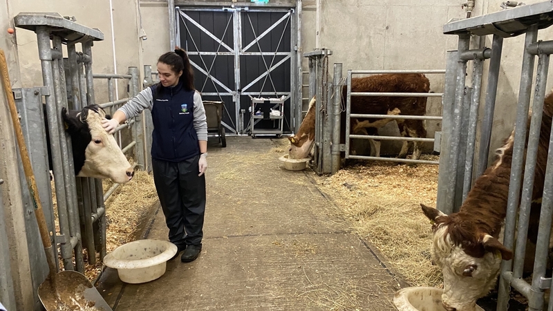 The Irish Natura and Hill Farmers Association says some parts of the country are already struggling to get vet cover