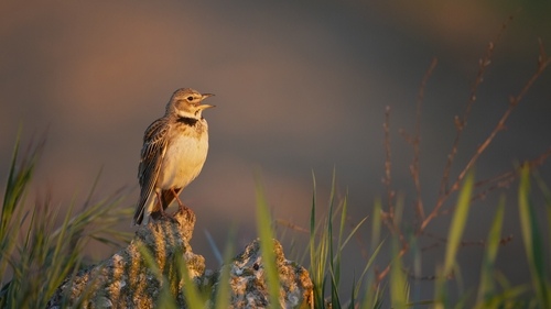 In the early hours of Sunday, Ireland's airwaves will come alive with birdsong.