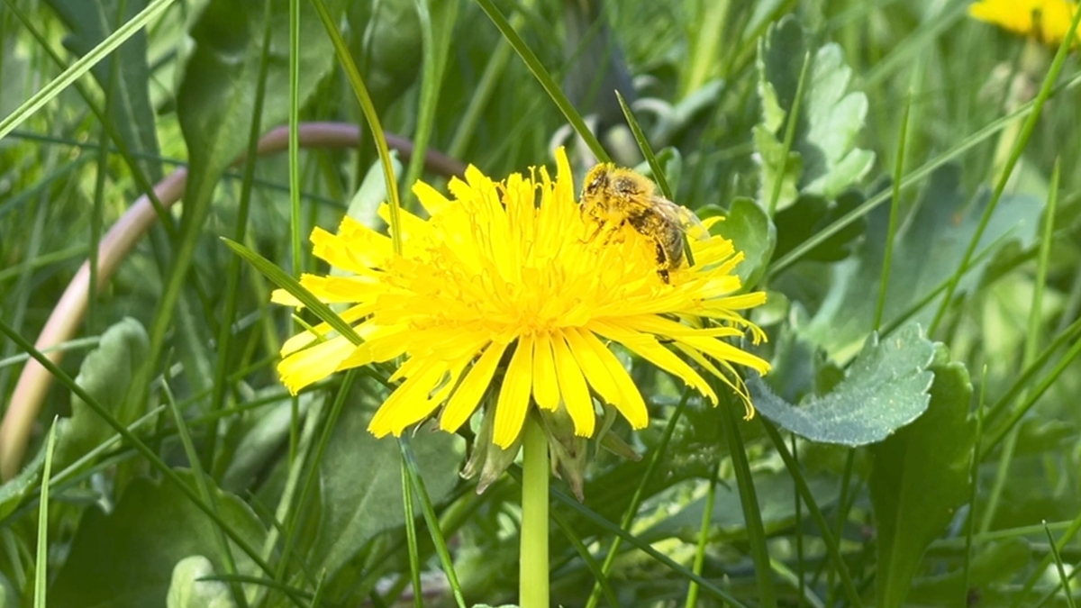 Embracing the weeds: how to create your own backyard meadow    
