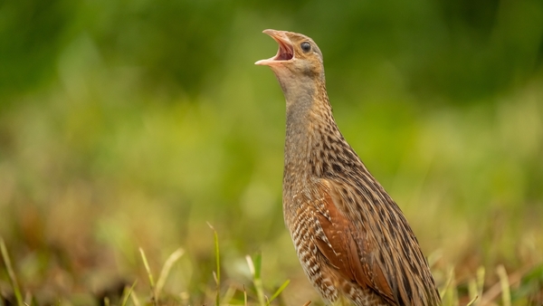 There were 233 corncrake territories recorded this year, which represents a 45% increase since 2018