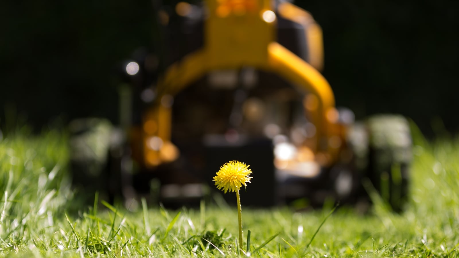 Why you should take a break from mowing your lawn in May