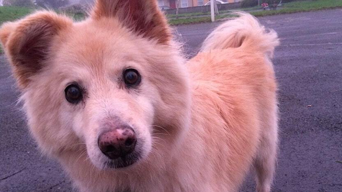 Dogs Know How To Love 