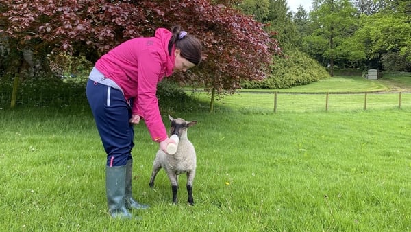 Andrea feeding one of the lambs, social farming gives participants the opportunity for inclusion by taking part in day-to-day farm activities