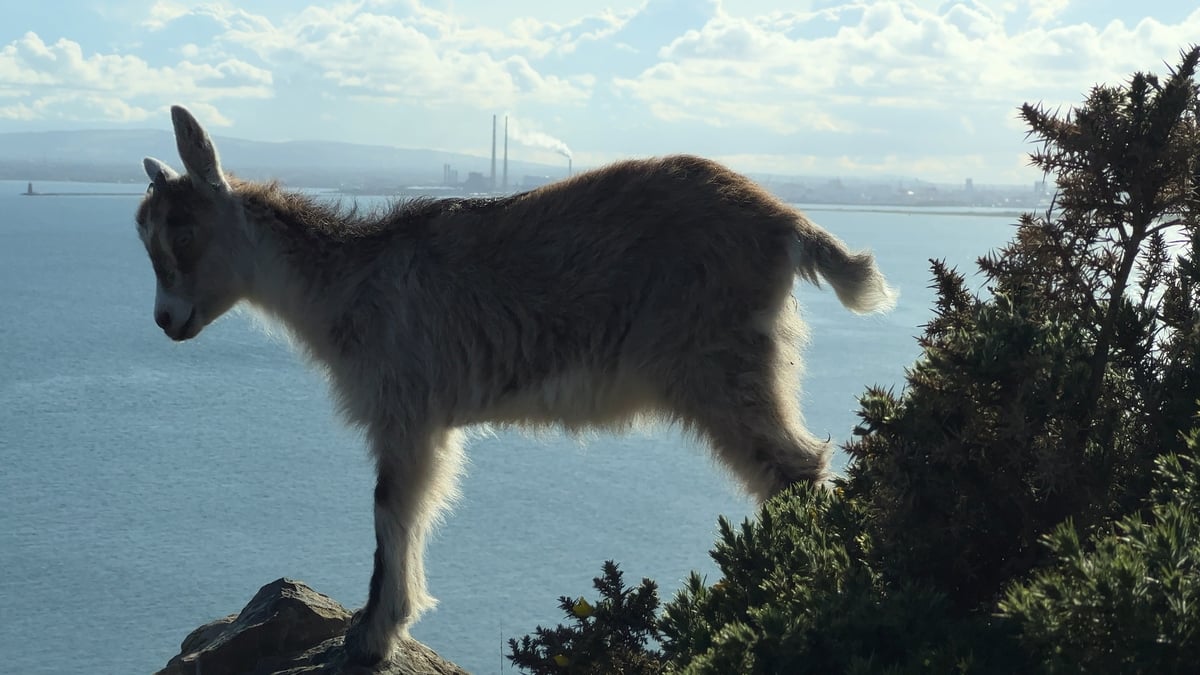 Goat rescued from top of 100ft castle tower in Co.Donegal