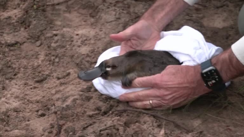 Due to its reclusive nature and highly specific habitat needs, most Australians have never seen a platypus in the wild