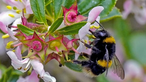 The project will fund the creation and management of wildlife ponds, hedgerows, woodlands and species-rich grasslands