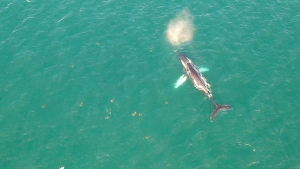 Dan Lettice has been filming the humpback whale in Tragumna Bay, near Gokane Point (Courtesy: Dan Lettice/Into the Wild Ireland)