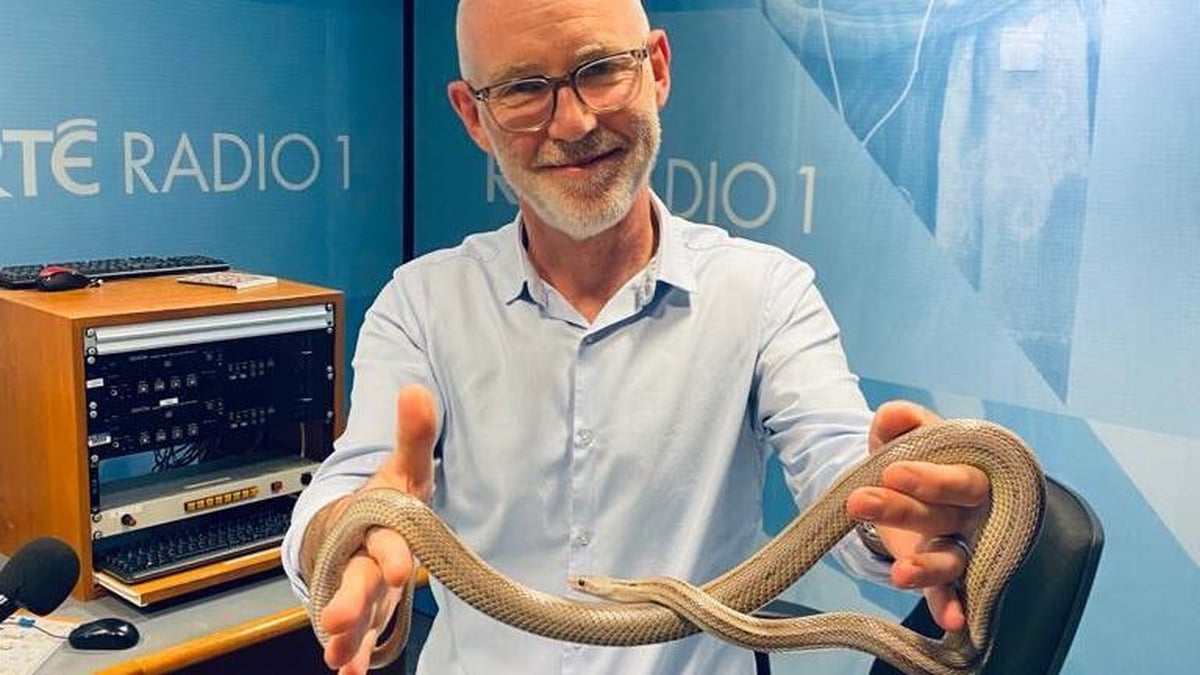New Late Late Presenter, AI Stole My Voice, Snake On The Loose, Pricewatch