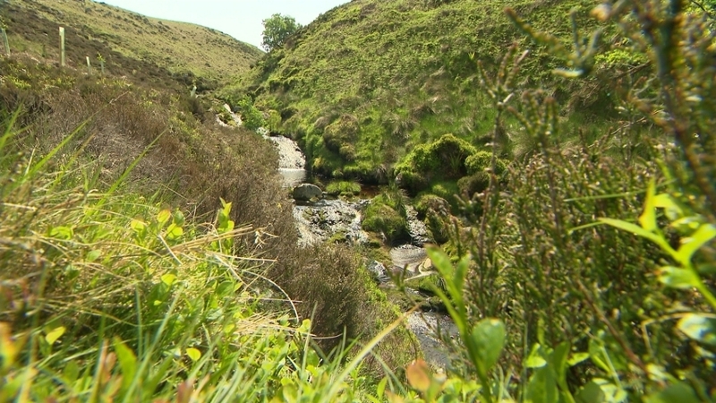 The primary habitats in the area include wet heath, dry heath and blanket bog