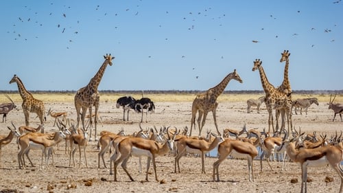 The paper examines changes in population densities of more than 70,000 species of animals