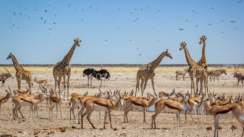 The paper examines changes in population densities of more than 70,000 species of animals