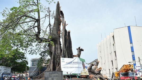 The 'Cotton Tree' was the most important landmark in Sierra Leone